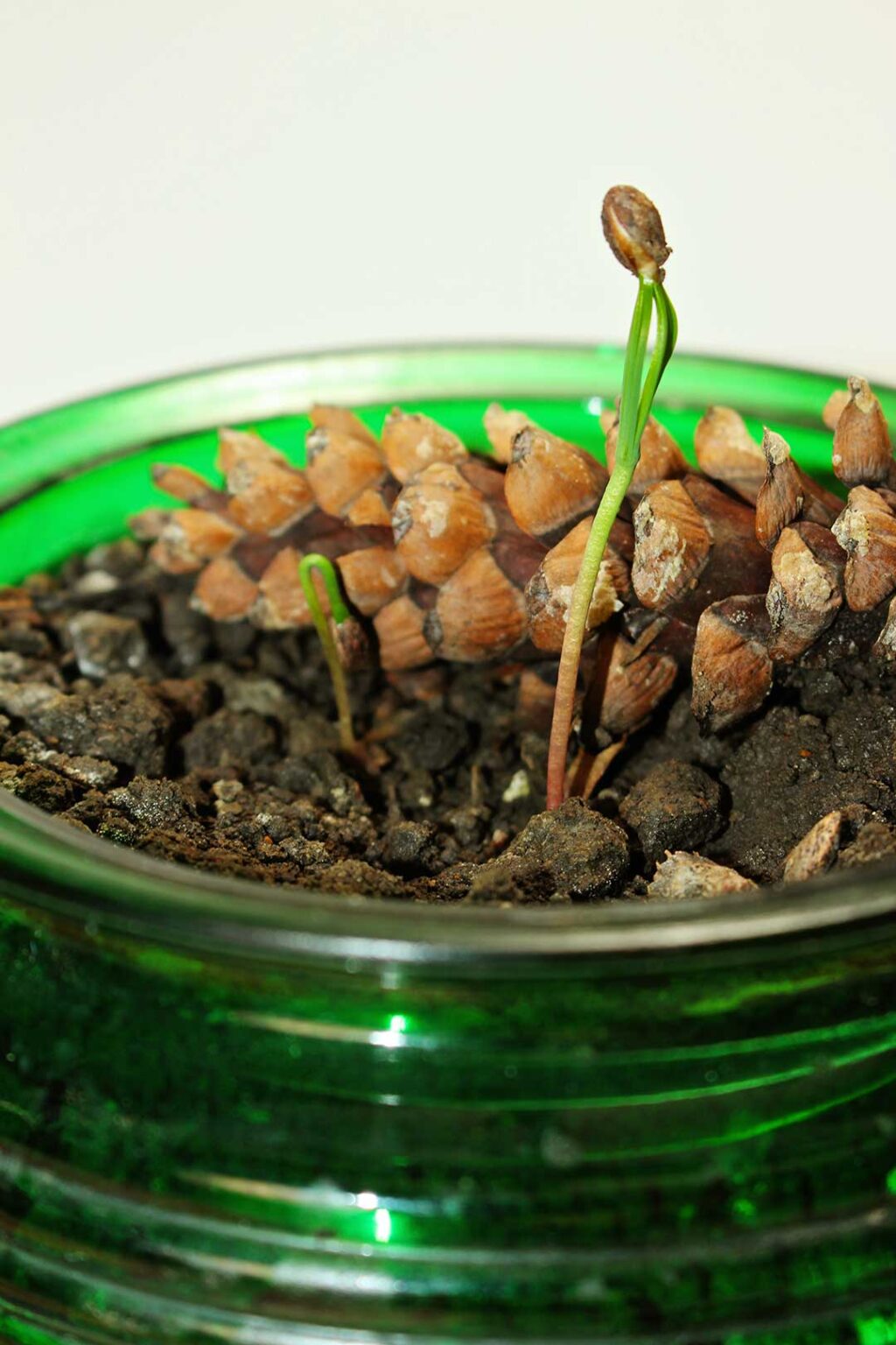 100 Fun and Easy Summer Outdoor Activities for Kids - Thimble and Twig